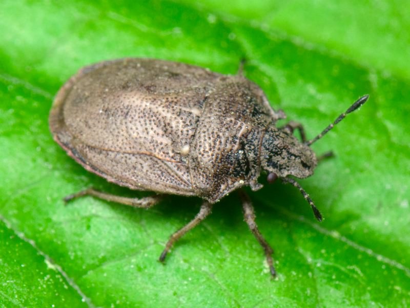 Podops (Podops) inunctus (Fabricius, 1775)